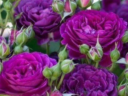 purple