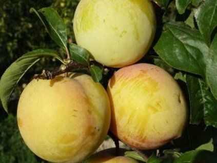 Japonská švestka 'Golden Plumosa'  Prunus salicina 'Golden Plumosa'