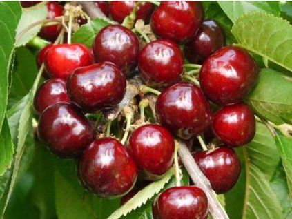 Třešeň 'Bellise'  Prunus avium 'Bellise'