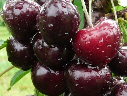Třešeň 'Jacinta'  Prunus avium 'Jacinta'