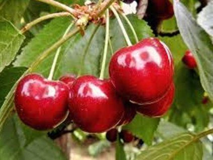 Třešeň 'Elza'  Prunus avium 'Elza'