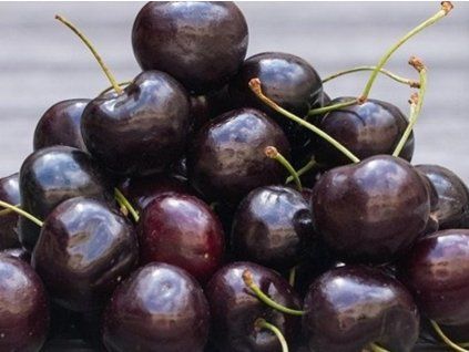 Třešeň 'Felicita'  Prunus avium 'Felicita'