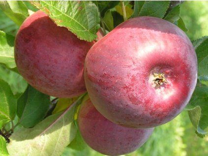 Jabloň sloupovitá 'Anite'  Malus domestica 'Anite'