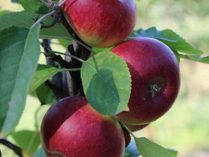 Jabloň sloupovitá 'Duet'  Malus domestica 'Duet'