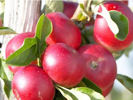 Jabloň sloupovitá 'Elina'  Malus domestica 'Elina'