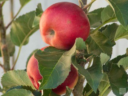 Jabloň sloupovitá 'Inese'  Malus domestica 'Inese'
