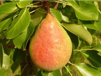Hrušeň 'Mramornaja'  Pyrus communis 'Mramornaja'