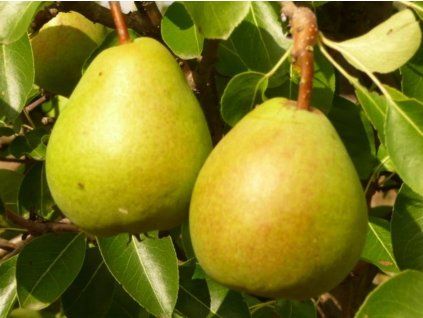 Hrušeň 'Běloruská pozdní'  Pyrus communis 'Běloruská pozdní'