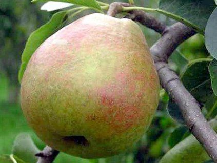Hrušeň 'Suvenýr'  Pyrus communis 'Suvenýr'