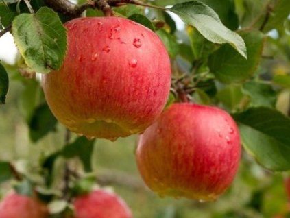 Jabloň 'Lired'  Malus domestica 'Lired'