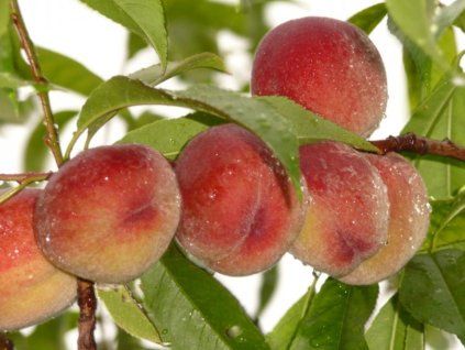 Broskvoň 'Maira'  Prunus persica 'Maira'