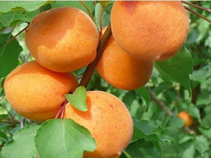 Meruňka 'Moskevská velká'  Prunus armeniaca 'Moskevská velká'