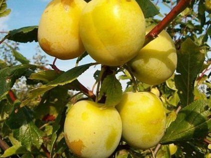 Švestka 'Lotyšská žlutá'  Prunus domestica 'Lotyšská žlutá'