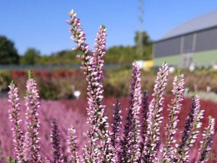 Calluna vulgaris Michelle (1)