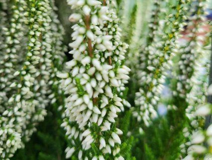 Calluna vulgaris Veluwe (2)