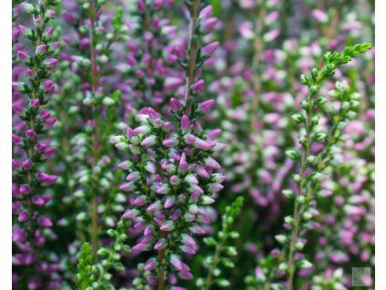 calluna vulgaris laurentine