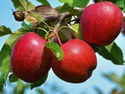 Jabloň 'Andera'  Malus domestica 'Andera'
