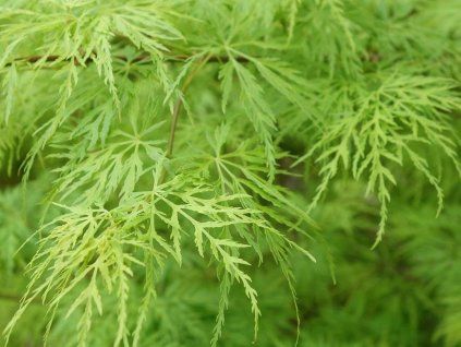 acer palmatum dissectum viridis tree p350 6132 image