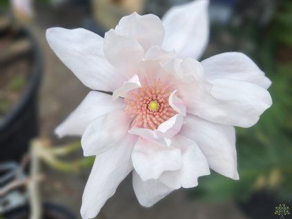 Magnolie 'Pink Beauty'  Magnolia 'Pink Beauty'