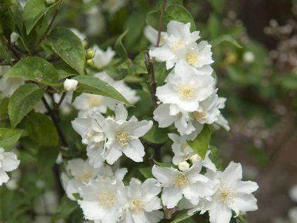 Pustoryl 'Dame Blanche'  Philadelphus 'Dame Blanche'