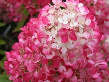 Hortenzie latnatá Diamant Rouge 'Rendia' PBR  Hydrangea paniculata Diamant Rouge 'Rendia' PBR
