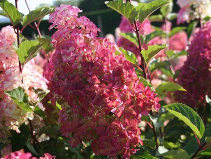 Hortenzie latnatá Fraise Melba 'Renba' PBR  Hydrangea paniculata Fraise Melba 'Renba' PBR