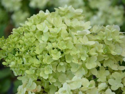 Hortenzie latnatá Magical Moonlight 'Kolmagimo'  Hydrangea paniculata Magical Moonlight 'Kolmagimo'