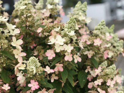 Hortenzie latnatá 'Magical Vesuvio'  Hydrangea paniculata 'Magical Vesuvio'