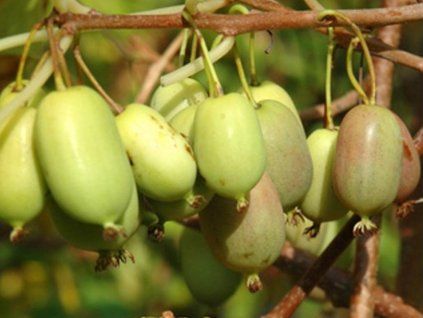 Kiwi 'Lucy'  Actinidia arguta 'Lucy'