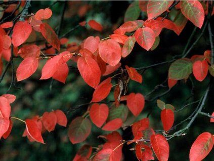 Muchovník hladký 'Ballerina'  Amelanchier laevis 'Ballerina'