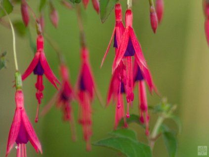 Fuchsie 'Riccartonii'  Fuschsia magellanica 'Riccartonii'