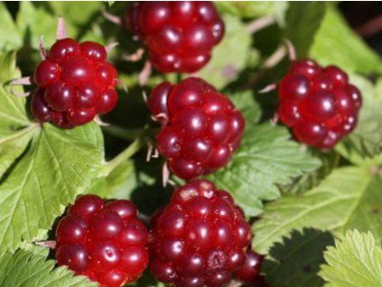 Ostružiník arktický 'Beata'  Rubus arcticus 'Beata'