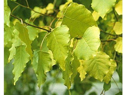 serotina