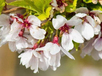 Prunus Frilly Frock