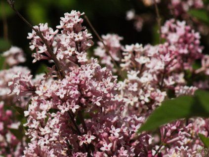 Syringa vulgaris Bloomerang 'Pink Perfume' PBR (1)