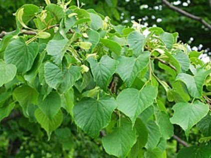 japonica