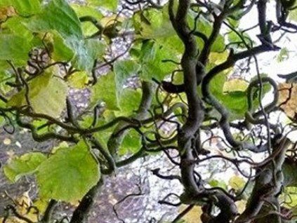 tortuosa