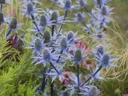 Máčka plocholistá 'Blaukappe' - Eryngium planum 'Blaukappe'  Eryngium planum 'Blaukappe'
