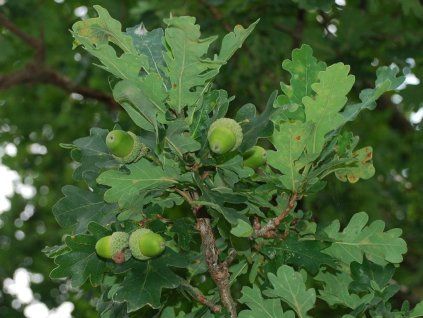 quercus