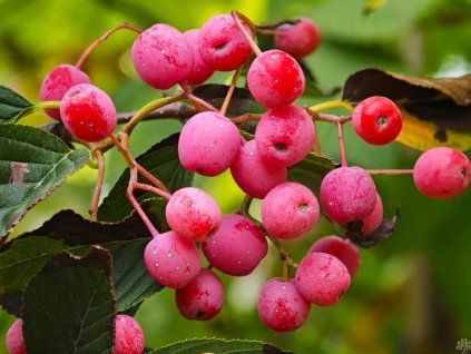 Jeřáb olšolistý 'Red Bird'  Sorbus alnifolia 'Red Bird'