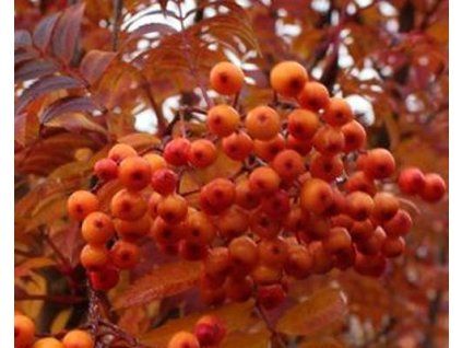 apricot