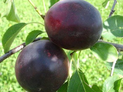 Švestkomeruňka 'Aprisali'  Prunus hybride 'Aprisali'