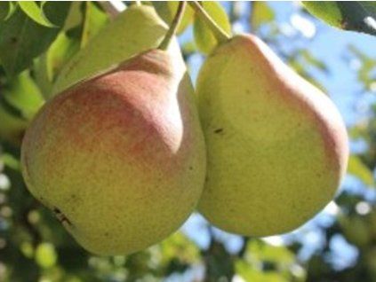 Hrušeň 'Desertnaja'  Pyrus communis 'Desertnaja'