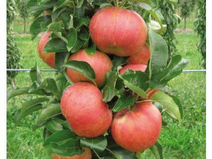 Jabloň sloupovitá 'Sonate'  Malus domestica 'Sonate'