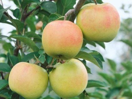 Jabloň sloupovitá 'Rhapsodie'  Malus domestica 'Rhapsodie'