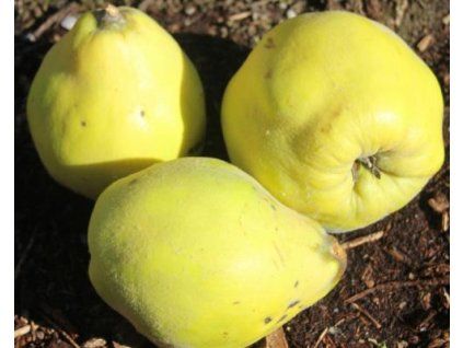 Kdouloň 'Pinterova'  Cydonia oblonga ´Pinterova'