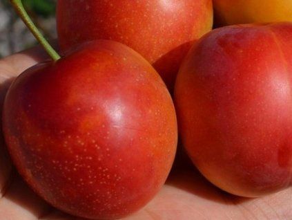 Mirabelka 'Rumjanaja Zorka'  Prunus cerasifera 'Rumjanaja Zorka'