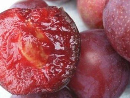 Švestkomeruňka 'Unika'  Prunus hybrid 'Unika'