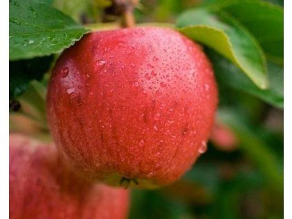 Jabloň 'Reluga'  Malus domestica 'Reluga'
