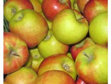 Jabloň 'Artiga'  Malus domestica 'Artiga'